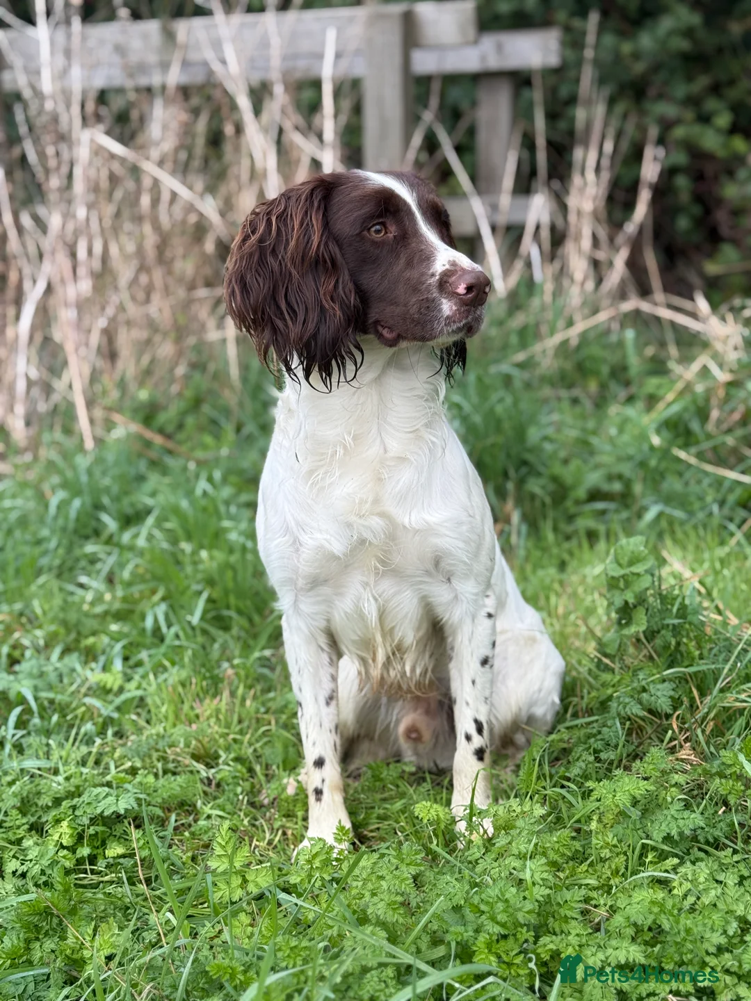 English Springer Spaniel dogs for stud: KC registered springer for stud - Advert 1