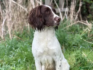 English Springer Spaniel dogs KC registered springer for stud - Advert 8