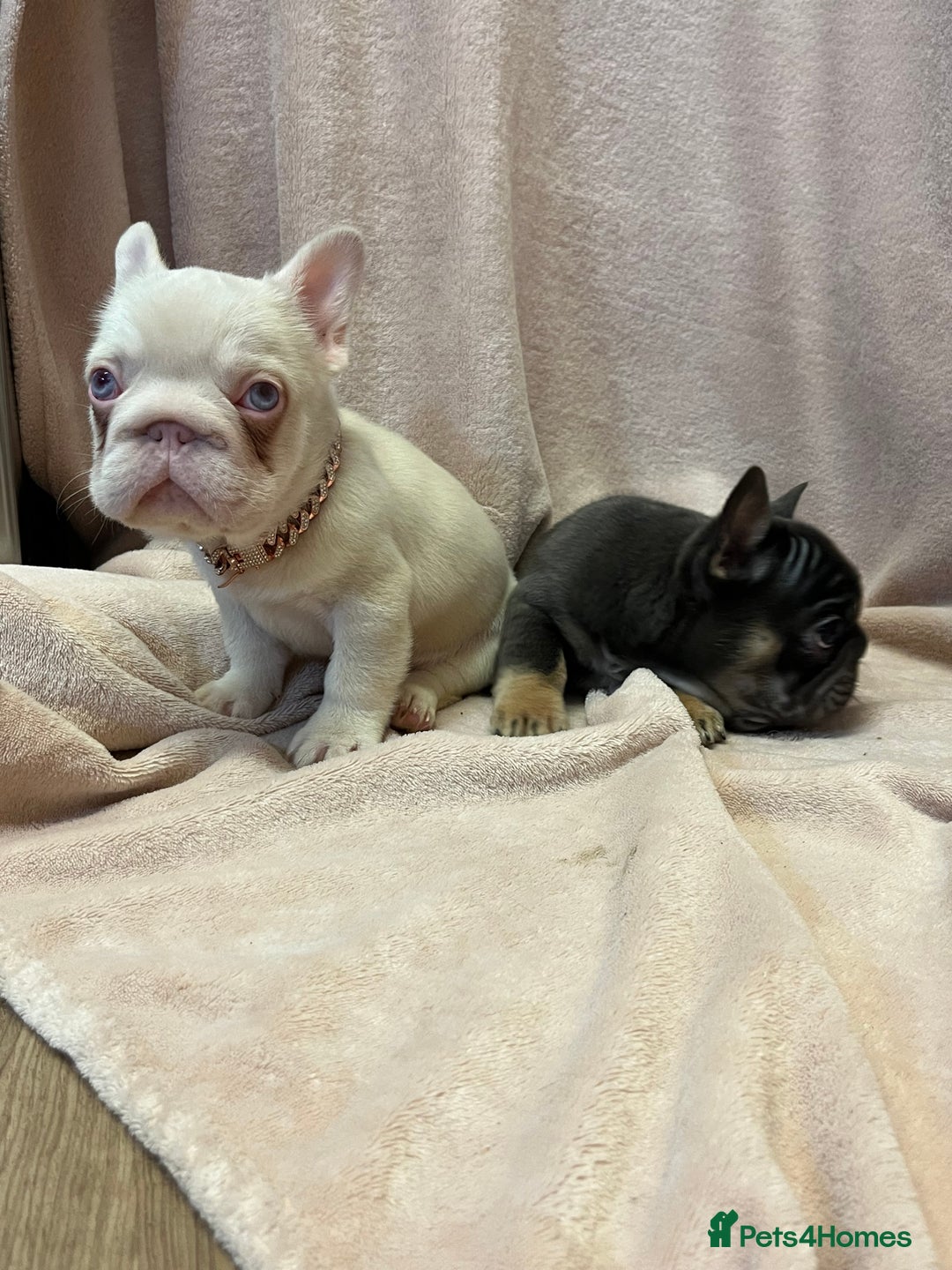 French Bulldog dogs for sale: French bulldog 2 males.One full pink,one blue tan - Advert 10