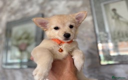 Chihuahua dogs for sale: Chihuahua x Italian volpino (5 puppies left ) 🏆 - Image 9