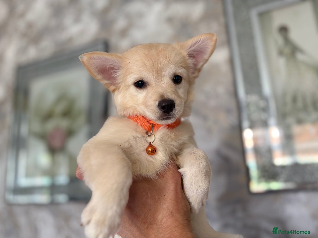 Chihuahua dogs for sale: Chihuahua x Italian volpino (5 puppies left ) 🏆 - Image 9