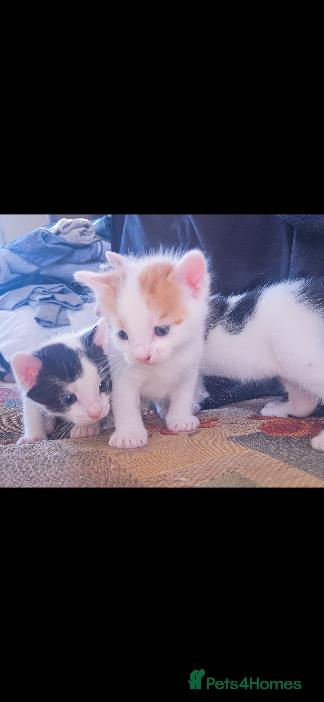 Mixed Breed cats for sale: kittens for sale  - Image 12