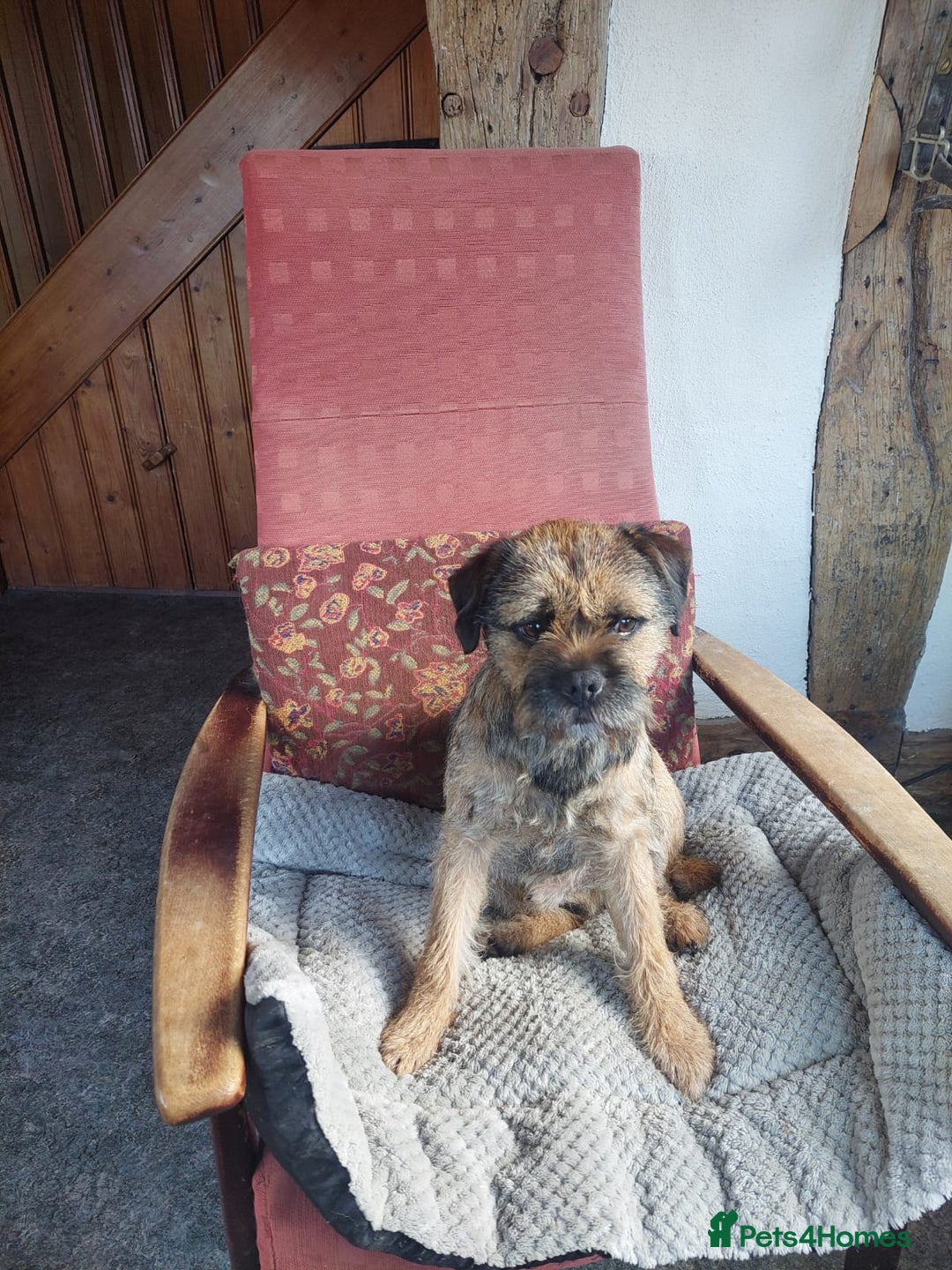 Border Terrier dogs for sale: Adorable Border Terrier pups for sale  - Advert 3