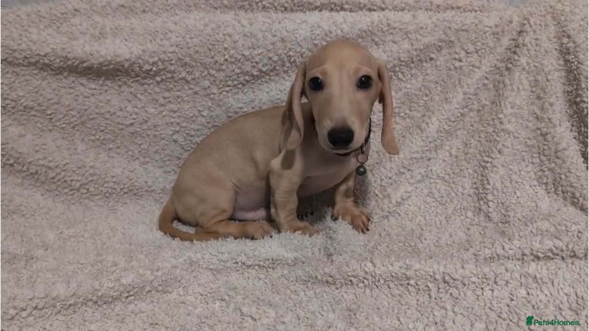 Miniature Dachshund dogs Cream Mini Dachshund Puppies KC Reg - Advert 1