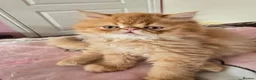 Persian cats for sale: Stunning  red tabby  persian  - Advert 2
