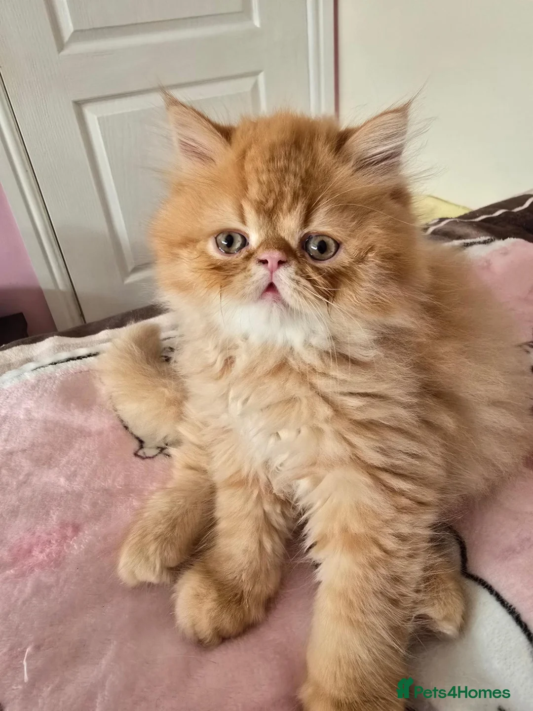 Persian cats for sale: Stunning  red tabby  persian  - Advert 2