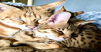 Savannah cats - Advert 3