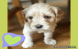 Australian Labradoodle dogs for sale: ♥️ 1 girl left ♥️ tiny tails , big hearts ♥️  - Image 10