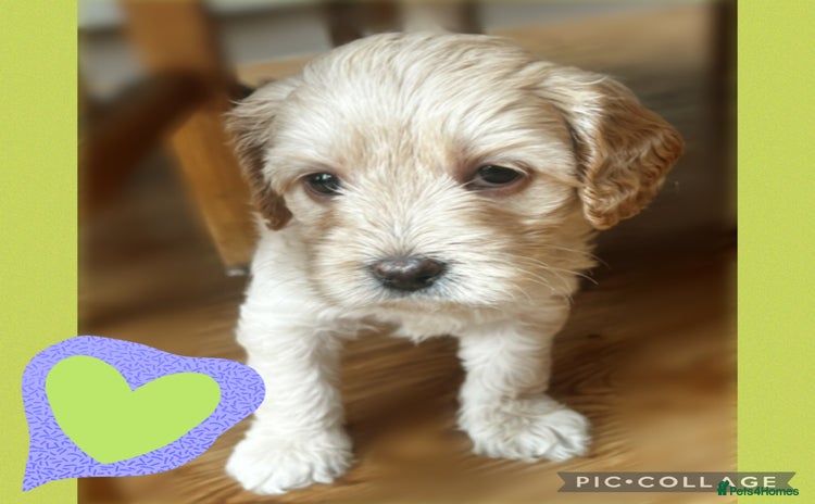 Australian Labradoodle dogs - Advert 1