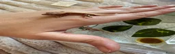 Gecko reptiles for sale: Crested gecko for sale  - Advert 3
