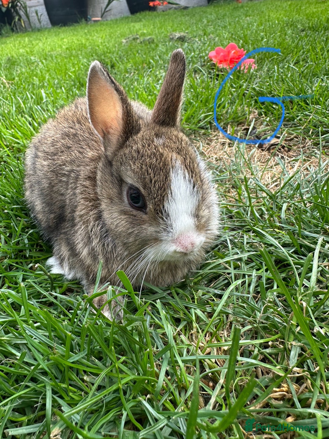 Netherland Dwarf rabbits for sale: Netherland Dwarf Rabbits For Sale  - Image 8