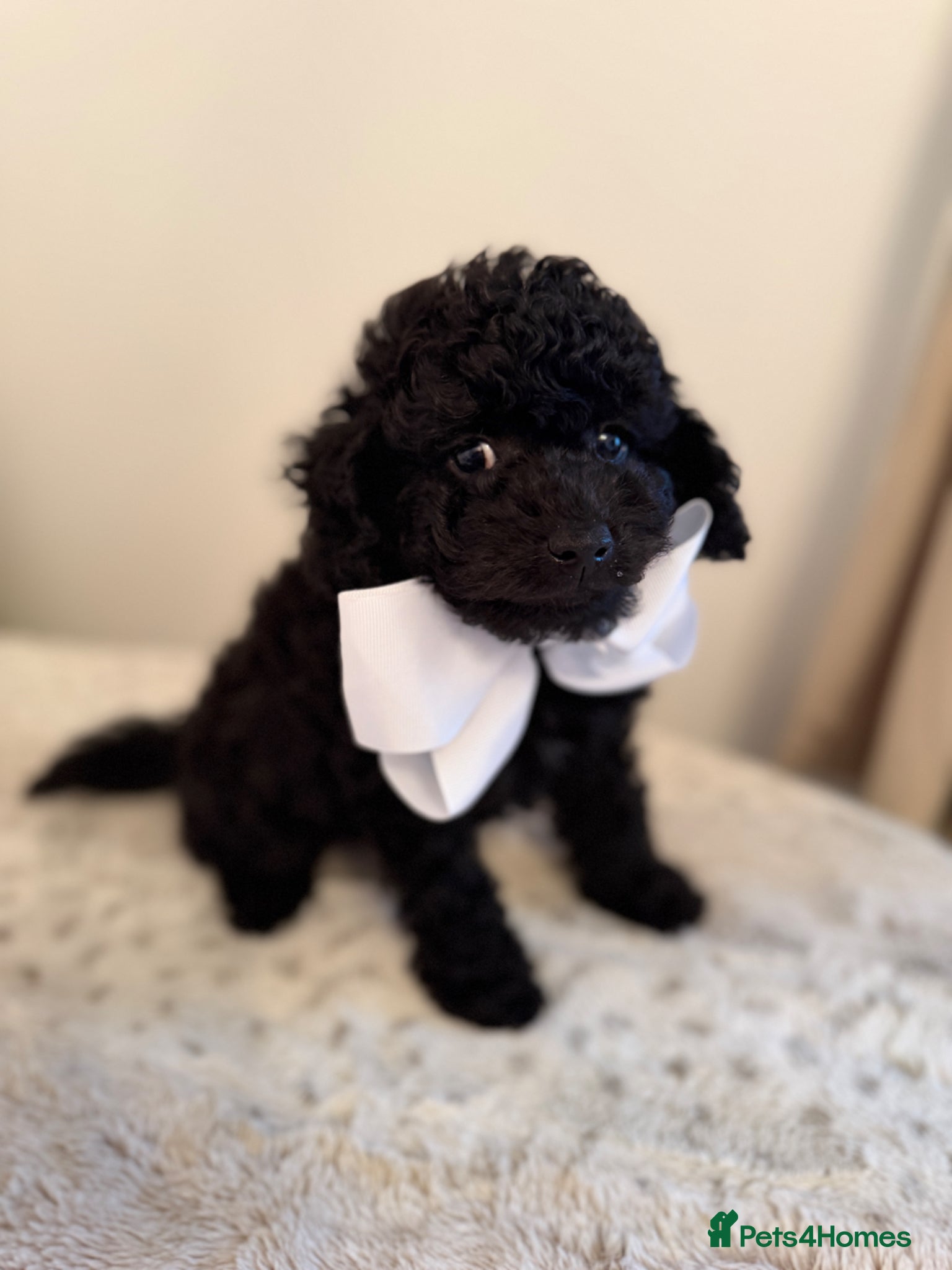 Cockapoo dogs Yankydoodle  - Advert 1