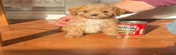 Cavapoo dogs for sale: Tiny Toy Cavapoo Puppies - Advert 1