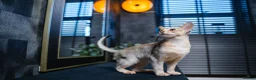 Abyssinian cats for sale: Silver Abyssinian Boy-READY NOW-Champion Line - Advert 3