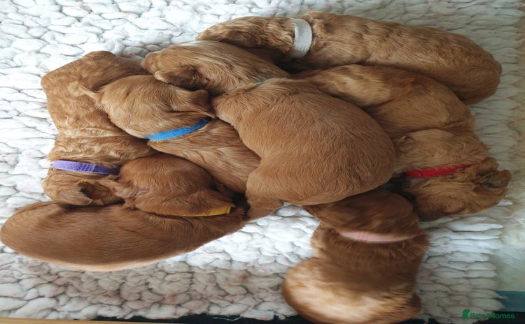 Mixed Breed dogs - Advert 7