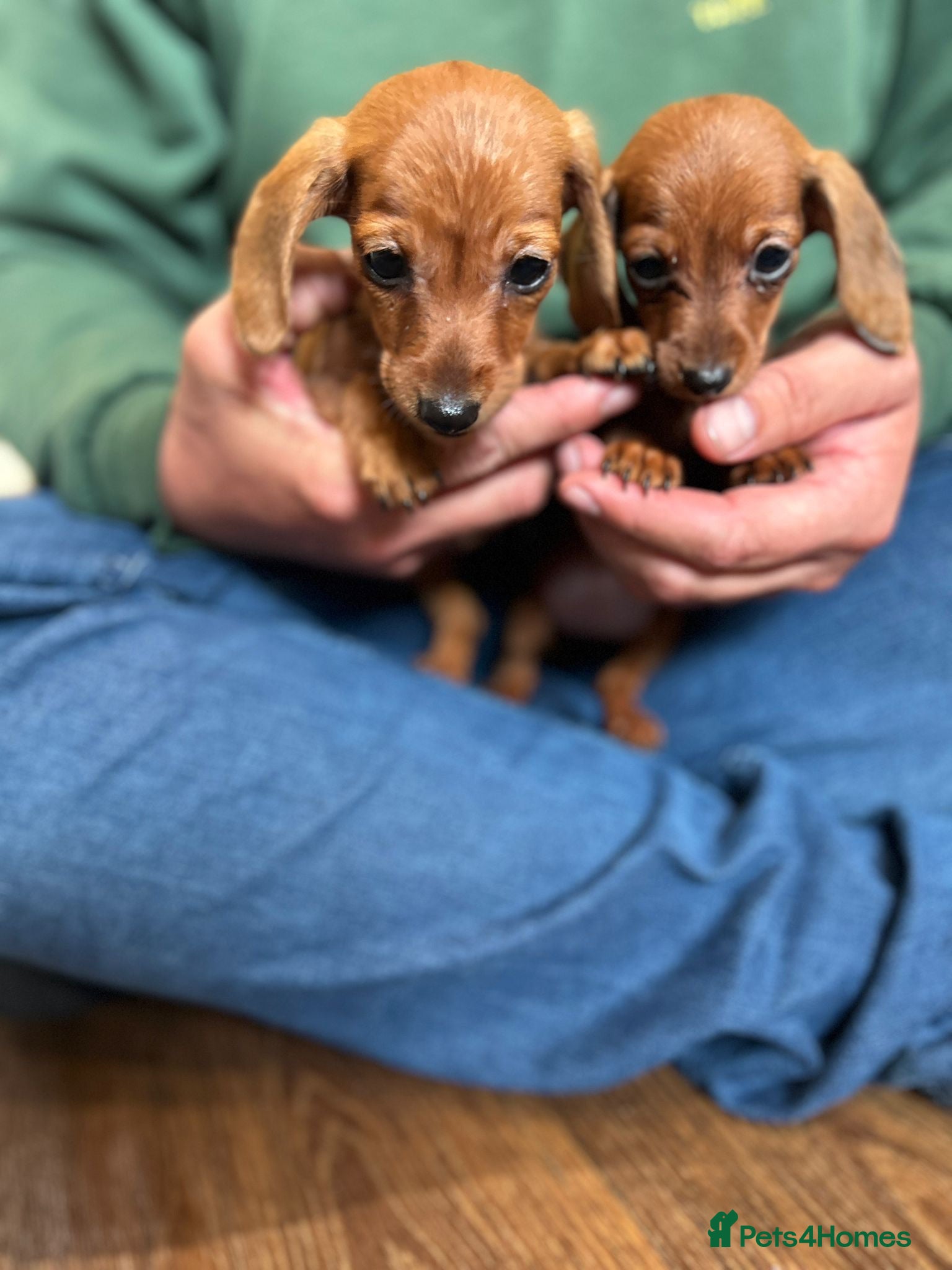 Miniature Dachshund dogs ⭐️Beautiful Kaninchen Pups READY NOW - Advert 1