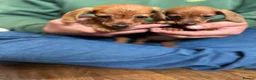 Miniature Dachshund dogs for sale: ⭐️Beautiful Kaninchen Pups READY NOW - Advert 2