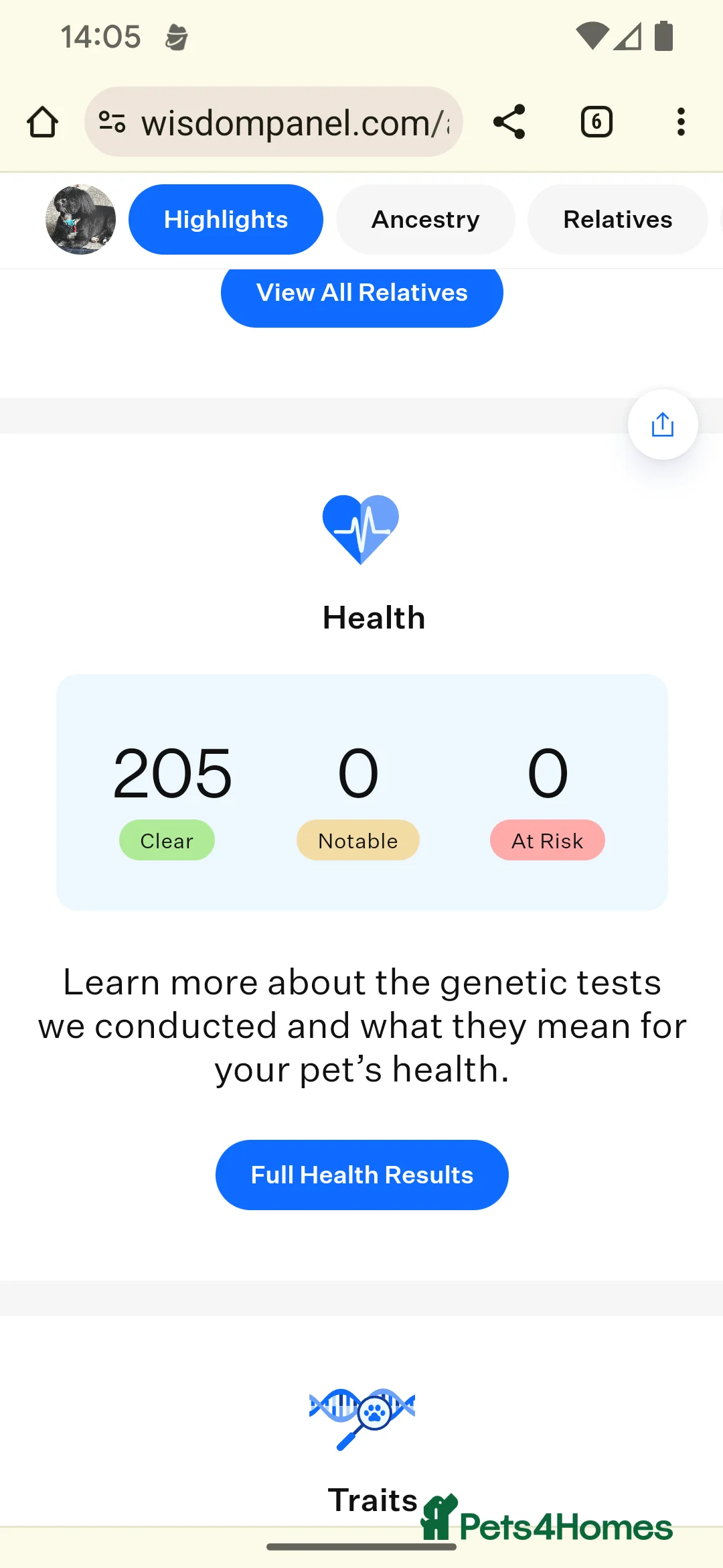 Shih Tzu dogs for stud: Kc reg shih tzu full DNA health tested in Chester-le-Street - Advert 21