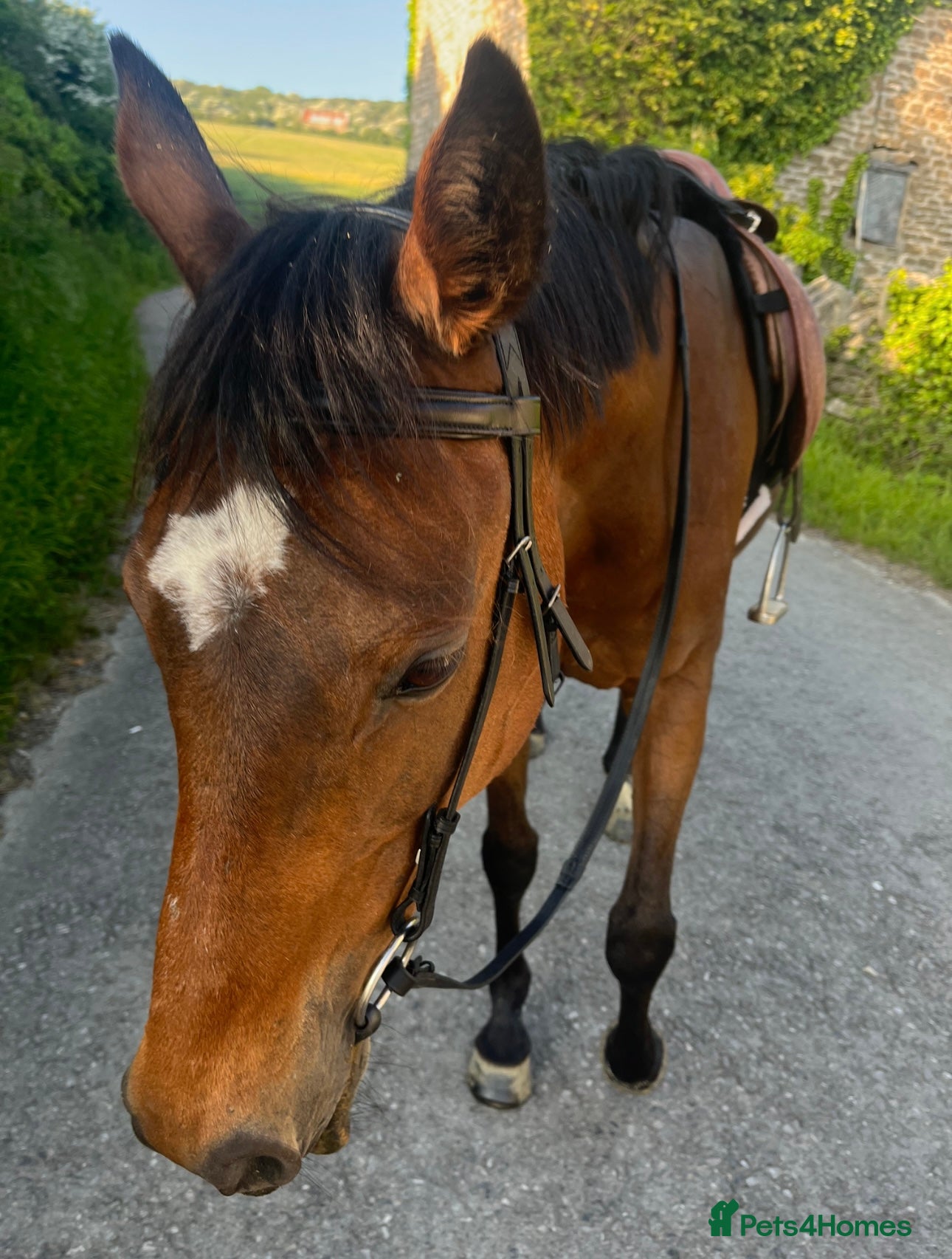 English Thoroughbred horses for sale: Project in Dorchester - Advert 5