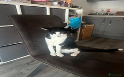 Domestic Shorthair cats for sale: Meemee the Three year old cat  - Image 7