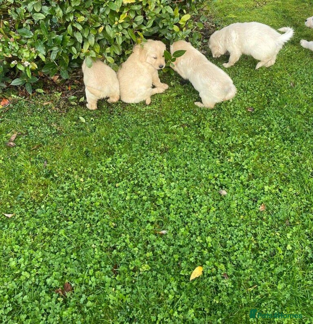 Golden Retriever dogs for sale: Playful Golden Retriever pups - Advert 6