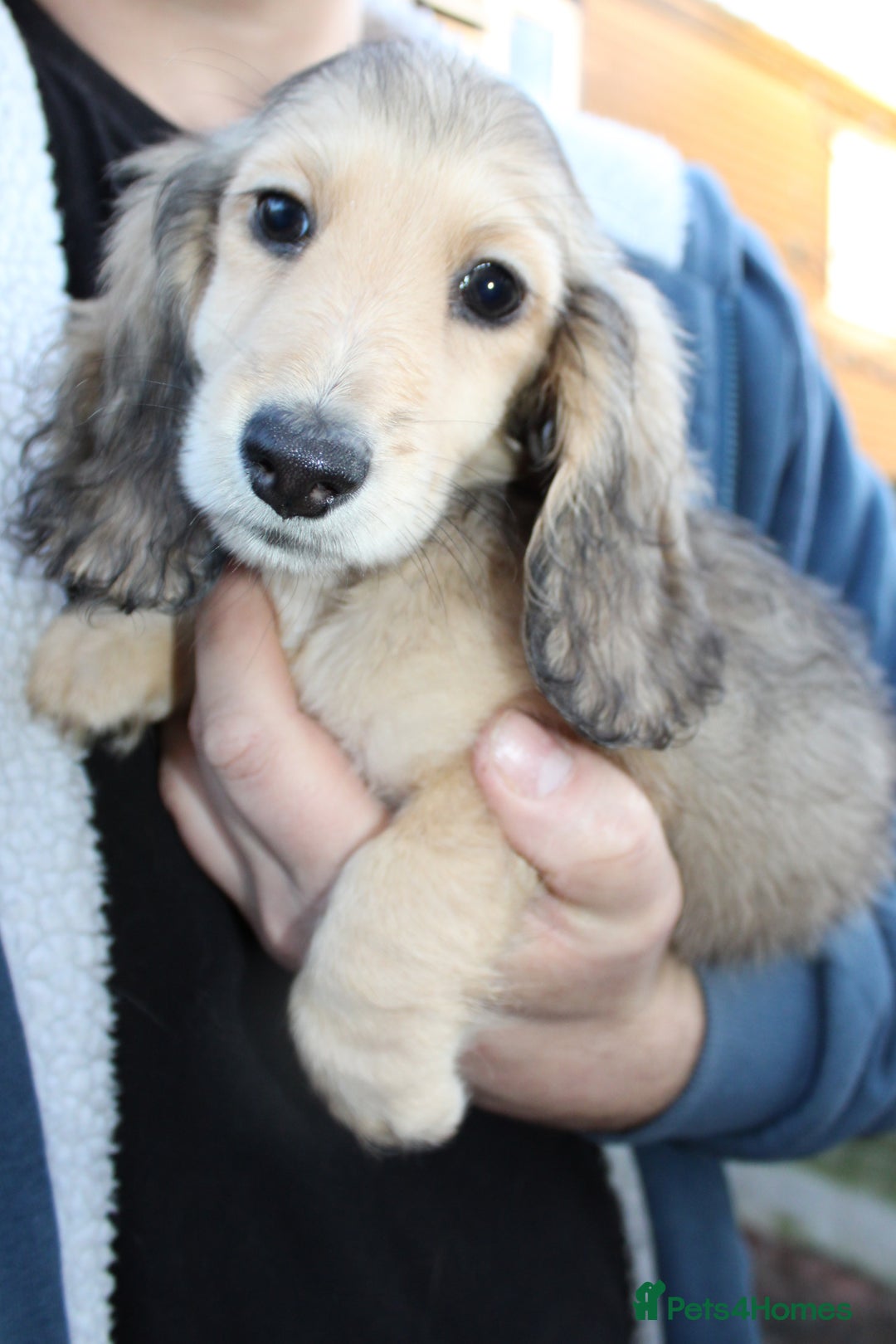 Miniature Dachshund dogs for sale: Long Hair cream  - Advert 8