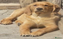 Golden Retriever dogs for sale: Stunning dark Golden female retriever available,  in Boston - Image 19