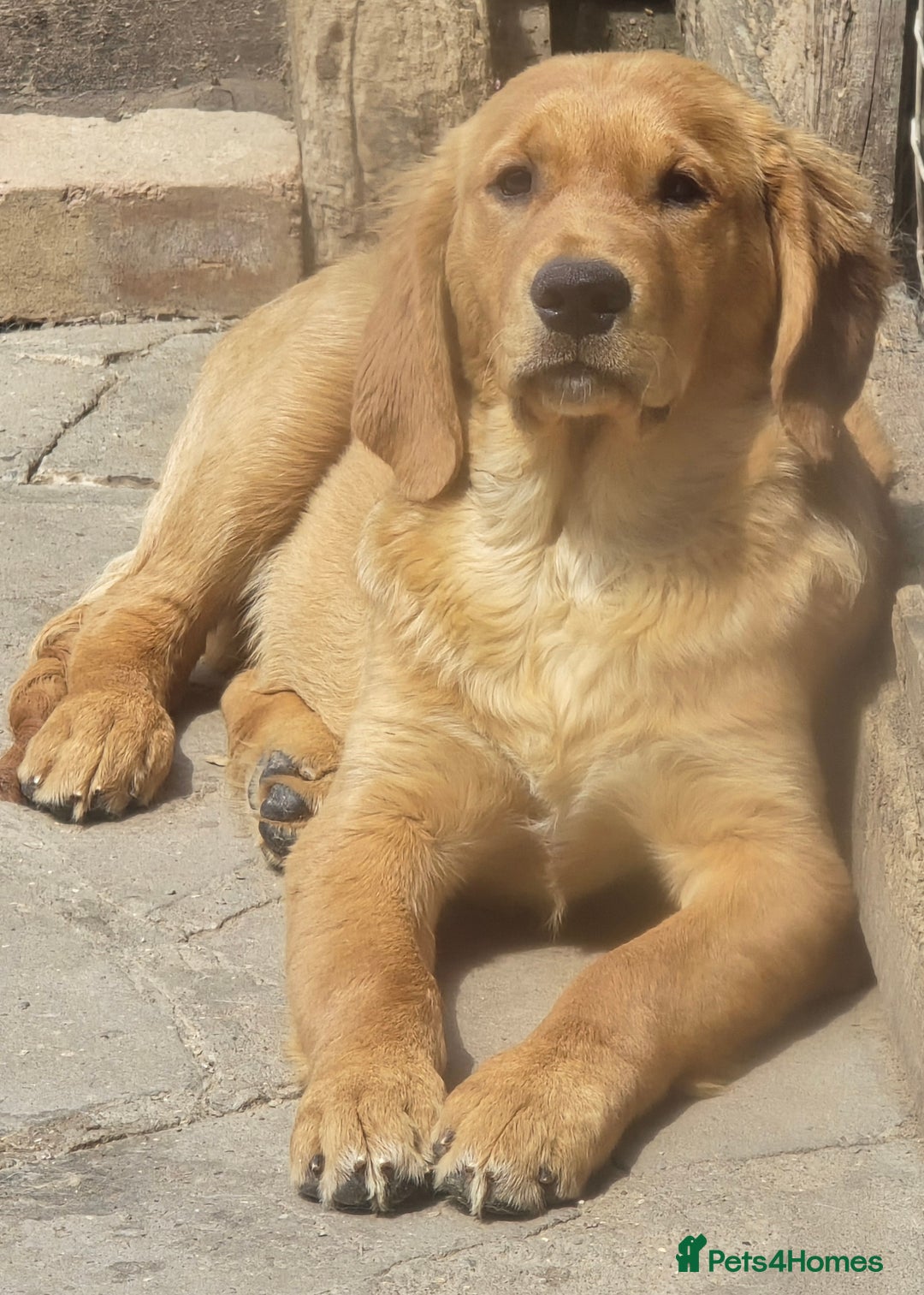 Golden Retriever dogs for sale: Stunning dark Golden female retriever available,  in Boston - Image 19
