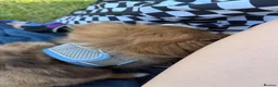 Mixed Breed dogs for sale: 9 week old puppy  in Brighton - Advert 4