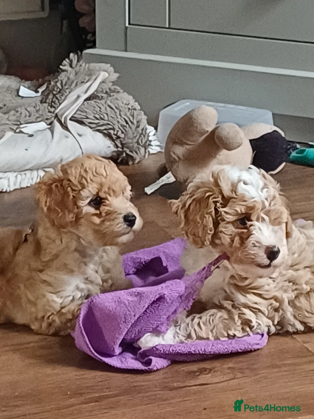 Cavapoochon dogs for sale: F1bb CAVAPOOCHON puppies 4th generation  - Advert 2