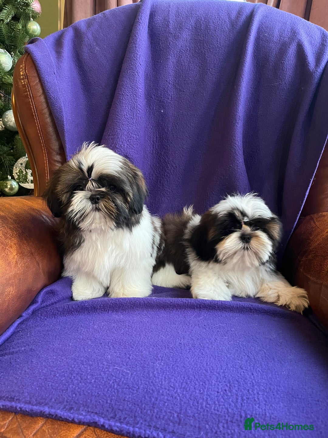 Shih Tzu dogs for sale: Lovely ShihTzu puppies - Advert 7