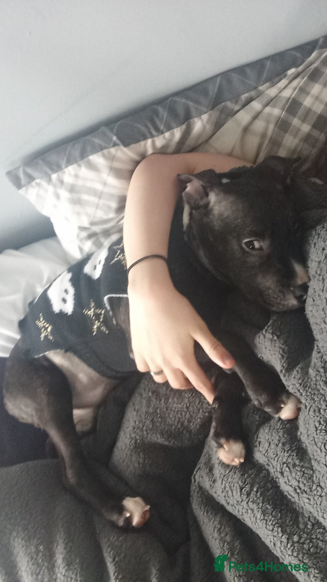 Mixed Breed dogs for sale: KALEESI - Image 4