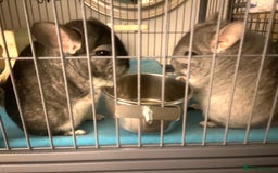 Chinchilla rodents for sale: Male Chinchilla pair with ferret nation cage - Advert 2