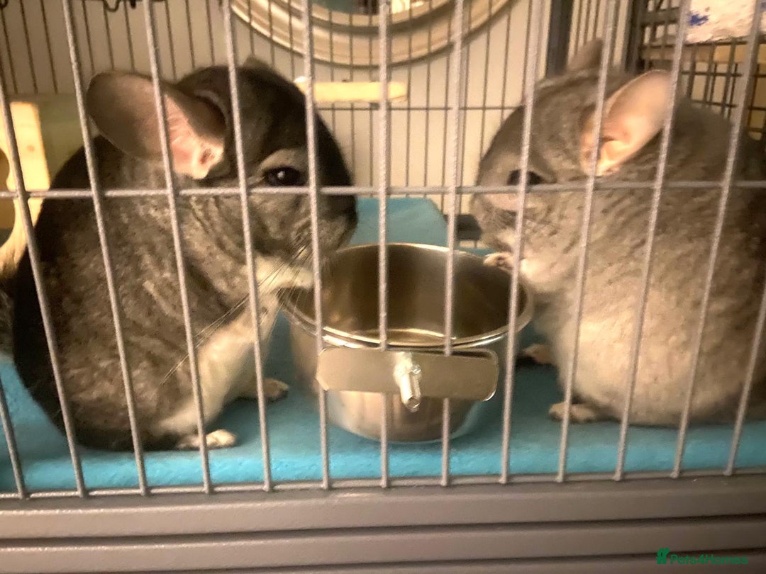 Chinchilla rodents for sale: Male Chinchilla pair with ferret nation cage - Advert 2