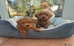Schnoodle dogs for sale: Schnoodle puppies  - Advert 6