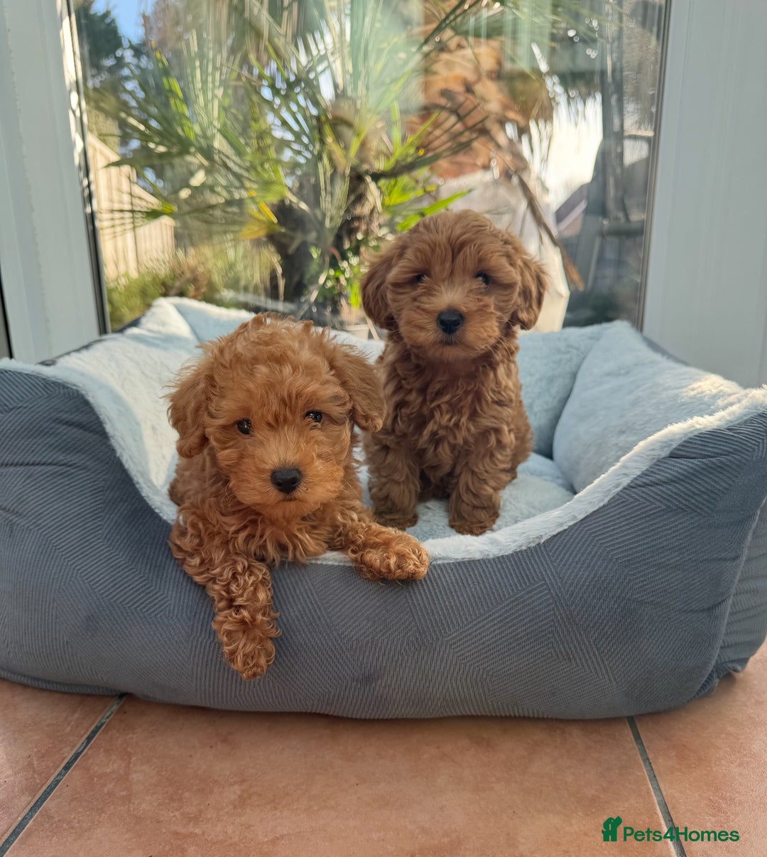 Schnoodle dogs for sale: Schnoodle puppies  - Advert 6