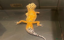 Leopard Gecko reptiles for sale: Male Leopard Gecko  - Image 2