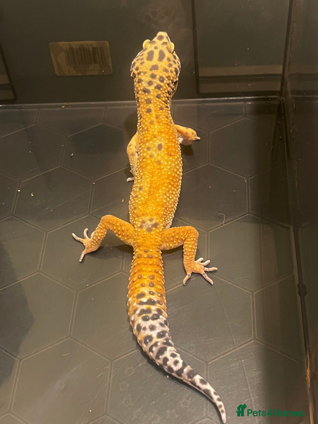 Leopard Gecko reptiles for sale: Male Leopard Gecko  - Image 2