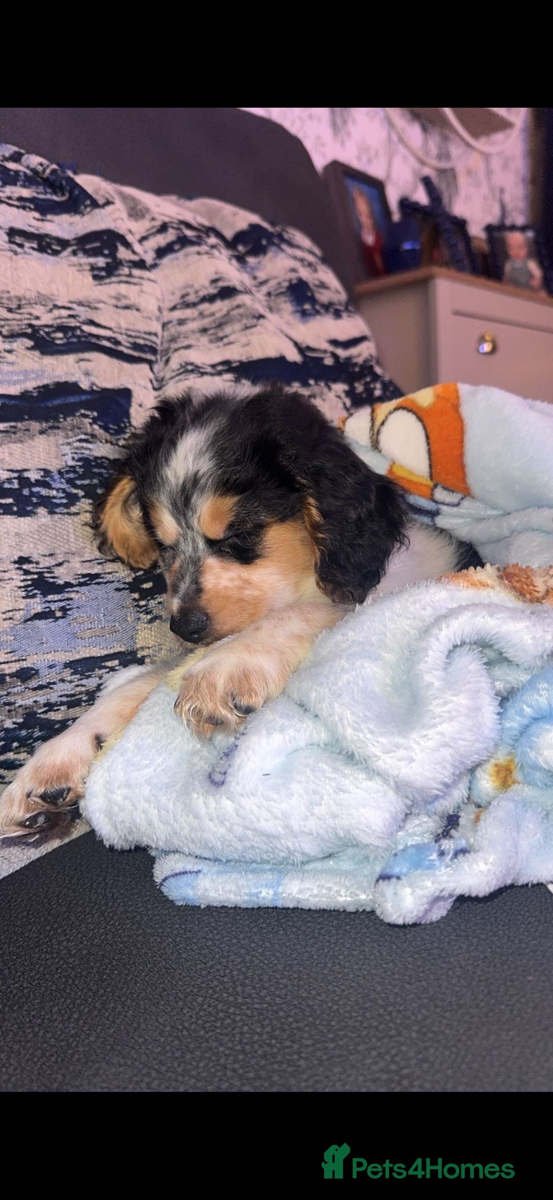 Mixed Breed dogs for sale: 4 month old Milo - Advert 5