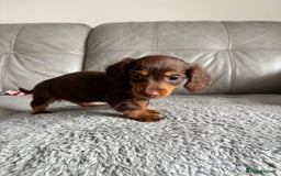 Dachshund dogs for sale: READY NOW LONGHAIRED MINIATURE DACHSHUNDS - Image 4