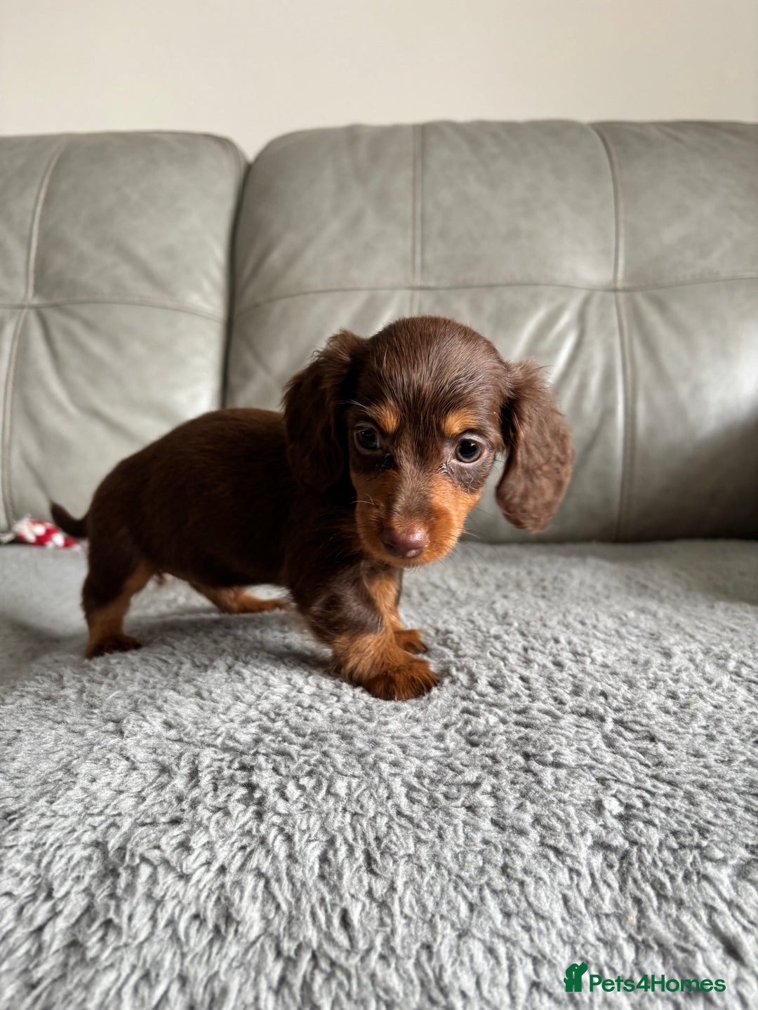 Dachshund dogs for sale: READY NOW LONGHAIRED MINIATURE DACHSHUNDS - Image 4