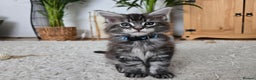 Maine Coon cats for sale: Adorable Maine Coon Boy looking for a Loving Home  - Advert 1