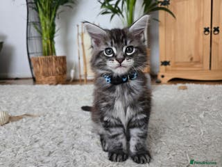 Maine Coon cats Adorable Maine Coon Boy looking for a Loving Home - Advert 11