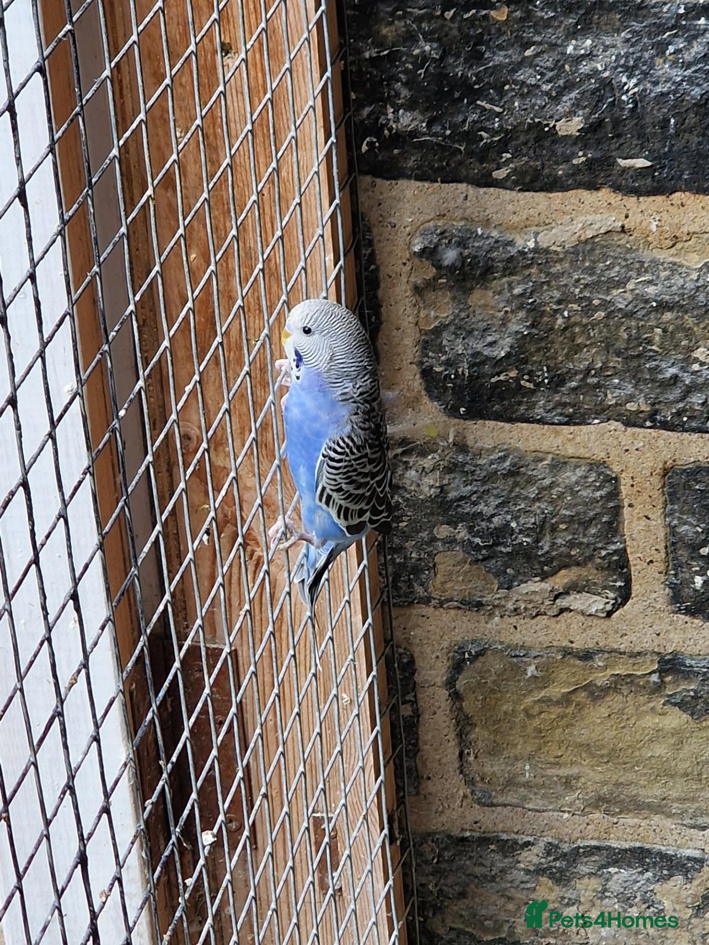 Budgerigars birds Budgies for sale  - Advert 14