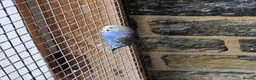 Budgerigars birds for sale: Budgies for sale  - Advert 1
