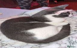 Mixed Breed cats for sale: Grey and white 11 month old cat for sale  - Image 2
