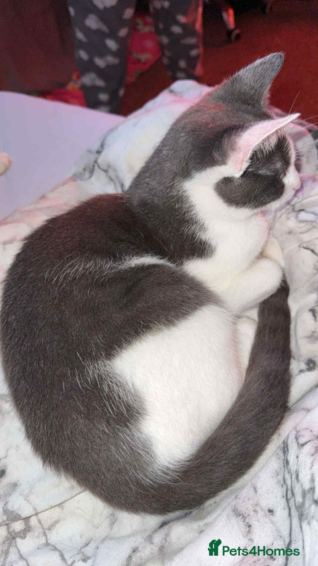 Mixed Breed cats for sale: Grey and white 11 month old cat for sale  - Image 2