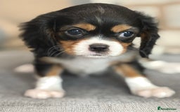 King Charles Spaniel dogs for sale: Beautiful cavalier puppies  - Image 17