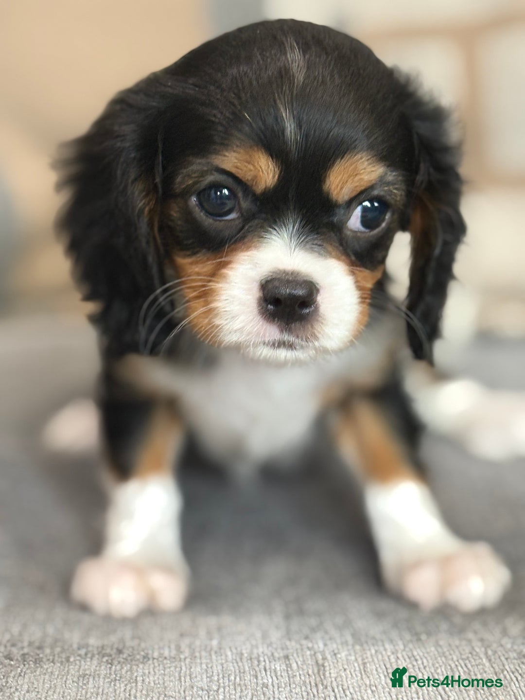 King Charles Spaniel dogs for sale: Beautiful cavalier puppies  - Image 17