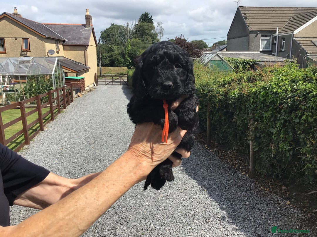 Cockapoo dogs for sale: COCKAPOO PUPS. READY TO LEAVE. - Image 6